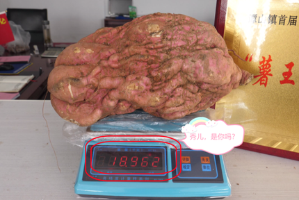 37.8斤，“郧阳薯王”横空出世