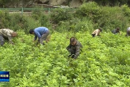 十堰大力发展林下经济 提升林农综合效益