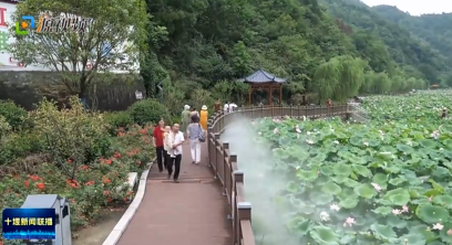 十堰这里百亩荷花竞相绽放 不负夏日好时光